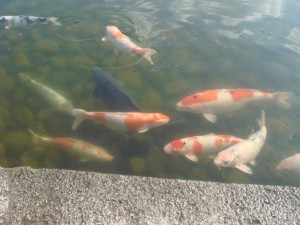 Koi Pond