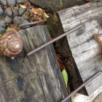 snails-01