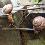 snails-06