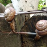 snails-07