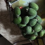 Pineapple guava before