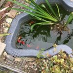 Pond 1
